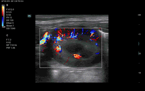 Vaso renal canino